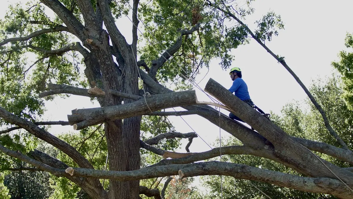 Professional Hazardous Tree Removal performed by certified arborists in Belt