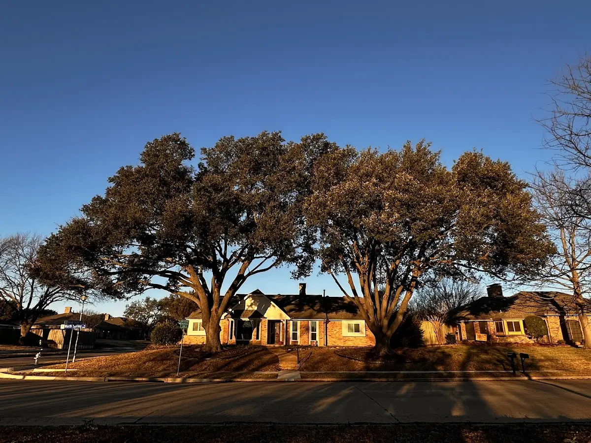 Established residential canopy tree shading a home in Belt