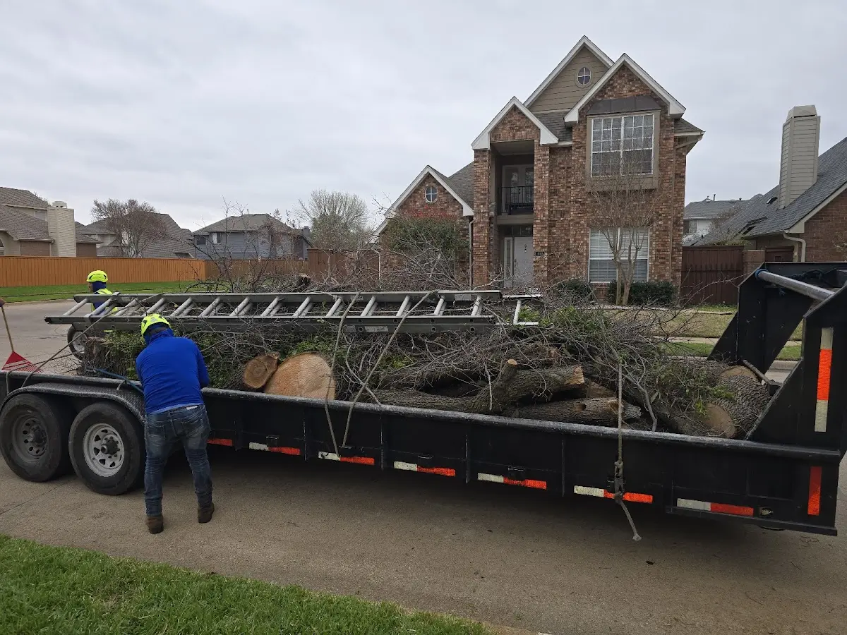 Expert Tree Pest Control with proper safety equipment in Belt